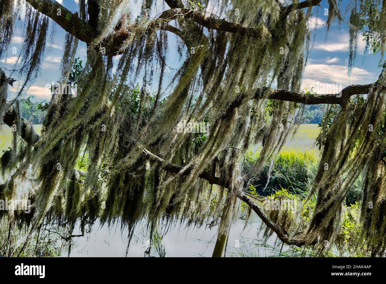 Spanish Moss von Marsh Stockfoto