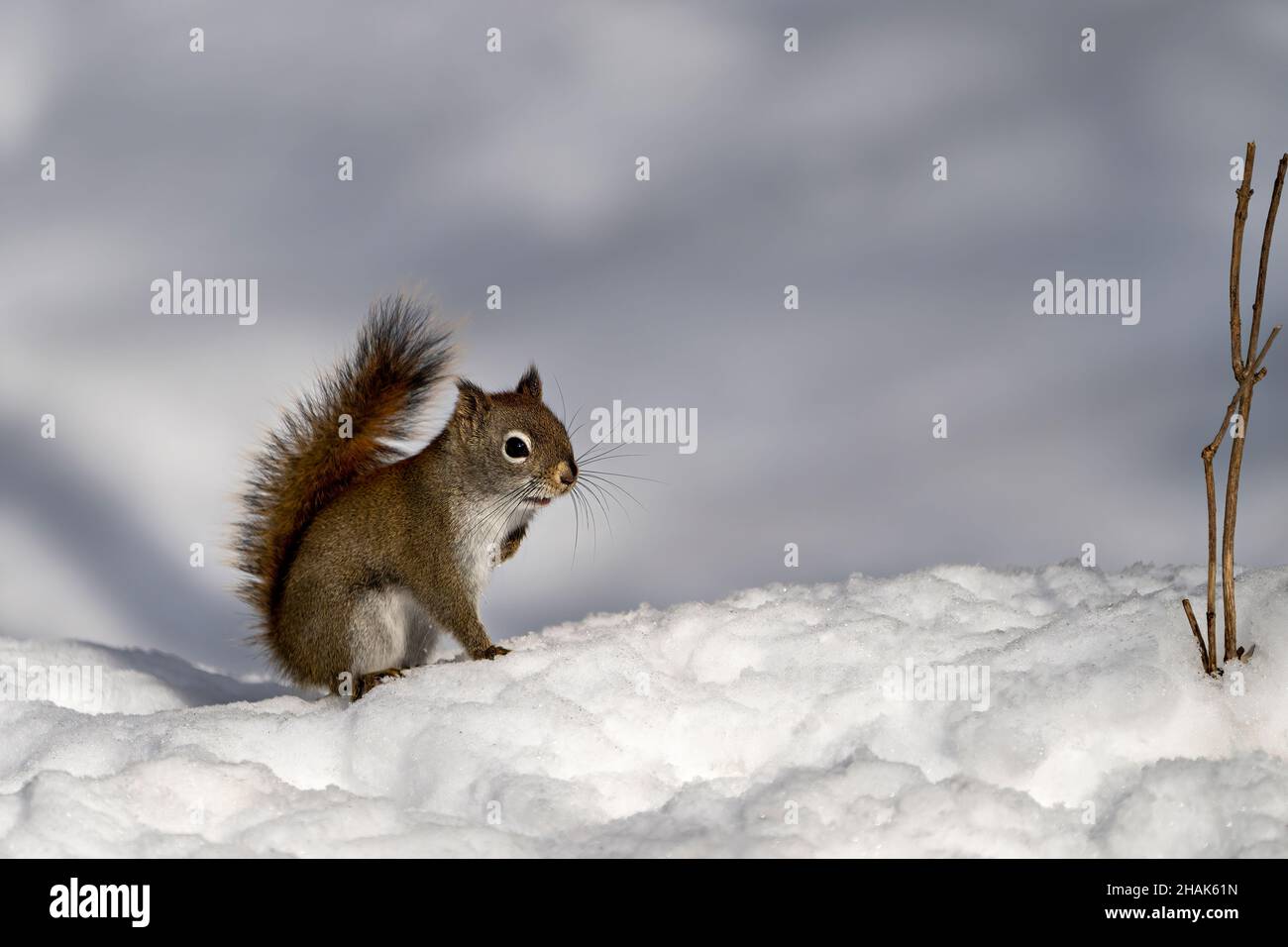 Nahaufnahme des Eichhörnchens, das auf Schnee steht, mit einem verschwommenen weißen Hintergrund in seiner Umgebung und seinem Lebensraum mit braunem Fell. Bild. Stockfoto