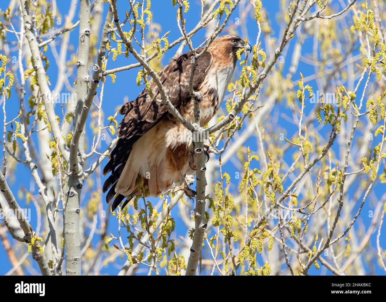 Nahaufnahme eines Red-tailed Hawk, der sein Bein ausstreckt, während er im Frühling auf einem frisch aufkeimenden Baum thront, mit einem wunderschönen blauen Himmel im Hintergrund. Stockfoto