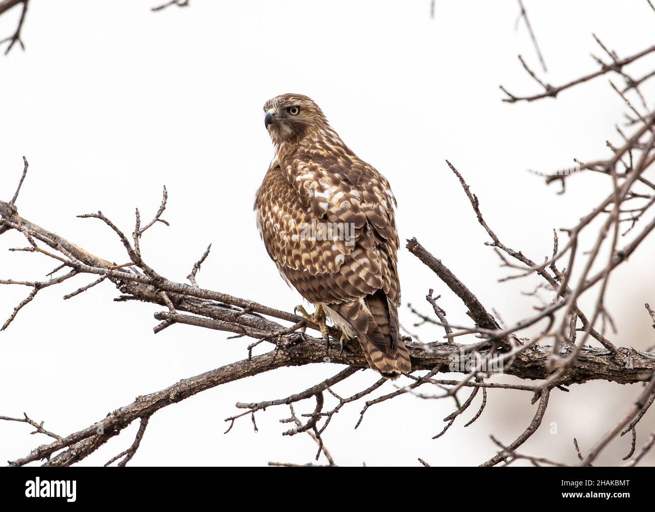 Ein junger Rotschwanz-Falke im Winter auf einem Baum mit rückwärtigen Federmustern. Stockfoto