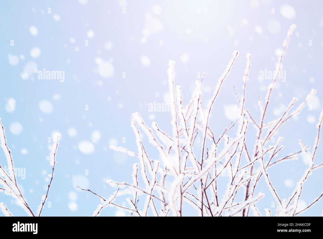 Winter Natur Hintergrund, fallender Schnee, Sonnenlicht Stockfoto