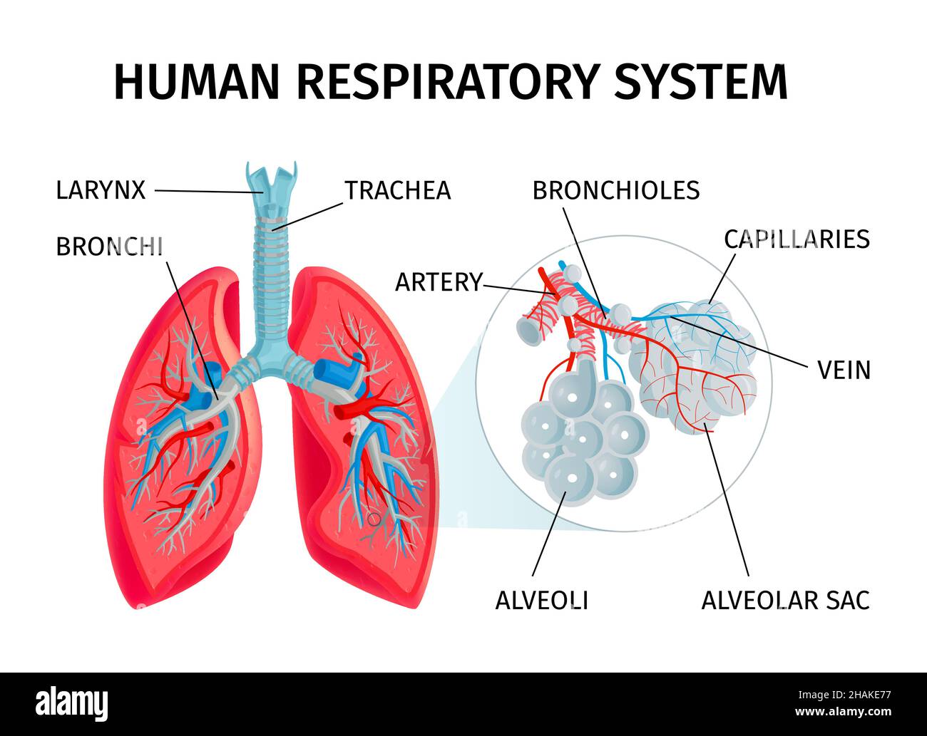 Menschliche Anatomie Atmungssystem medizinische Wissenschaft Bildungshilfe Infografik Diagramm mit Lunge Alveolen Struktur Funktion Vektor Illustration Stock Vektor