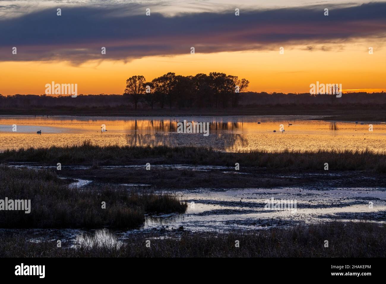 Trompeter Swans (Cygnus buccinator) im Teich bei Sonnenuntergang, Crex Meadows Wildlife Management Area, WI, USA, von Dominique Braud/Dembinsky Photo Assoc Stockfoto Trompeter Swans (Cygnus buccinator) im Teich bei Sonnenuntergang, Crex Meadows Wildlife Management Area, WI, USA, von Dominique Braud/Dembinsky Photo Assoc Stockfoto