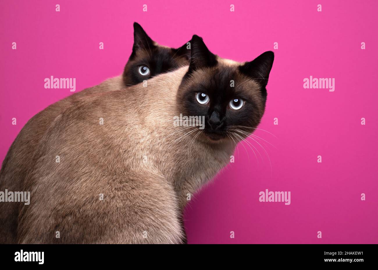 Zwei ähnlich aussehende siamkatzen mit Robbenspitze sitzen Seite an Seite und blicken neugierig auf rosa Hintergrund mit Kopierraum zurück Stockfoto