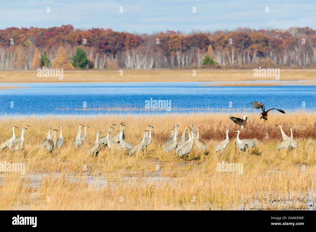 Sandhill Cranes (Grus canadensis) und ein Paar amerikanischer Weißkopfadler, Migration, Autumn, Wisconsin, USA, Von Dominique Braud/Dembinsky Photo Assoc Stockfoto