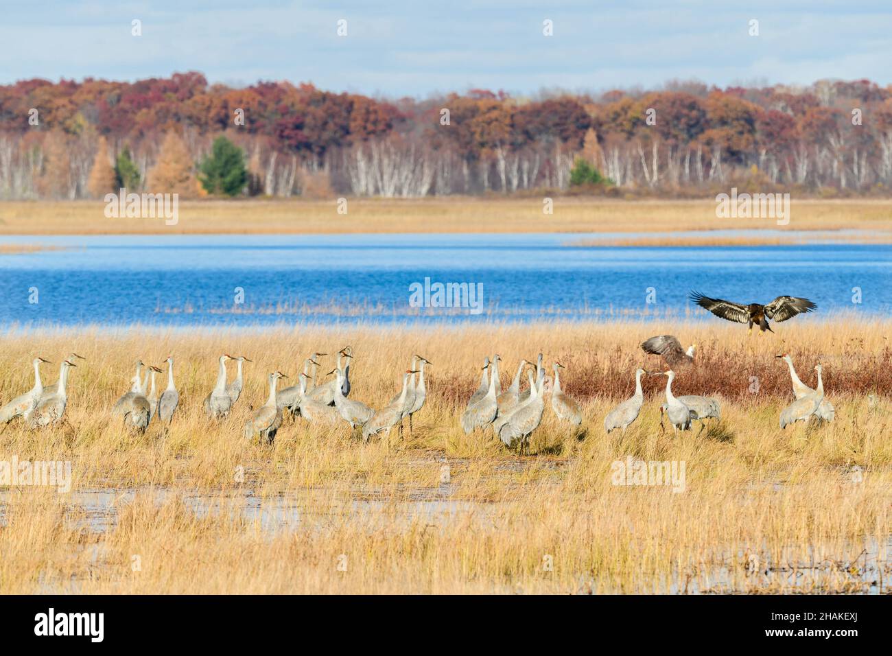 Sandhill Cranes (Grus canadensis) und ein Paar amerikanischer Weißkopfadler, Migration, Autumn, Wisconsin, USA, Von Dominique Braud/Dembinsky Photo Assoc Stockfoto