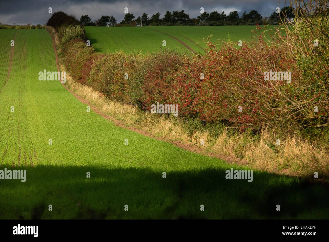 Hecke trennende Ackerfelder im Nordosten Englands Stockfoto