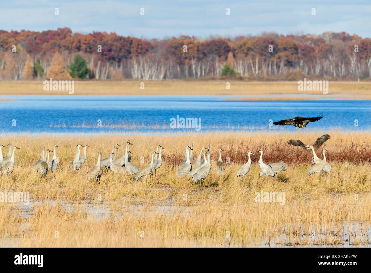 Sandhill Cranes (Grus canadensis) und ein Paar amerikanischer Weißkopfadler, Migration, Autumn, Wisconsin, USA, Von Dominique Braud/Dembinsky Photo Assoc Stockfoto