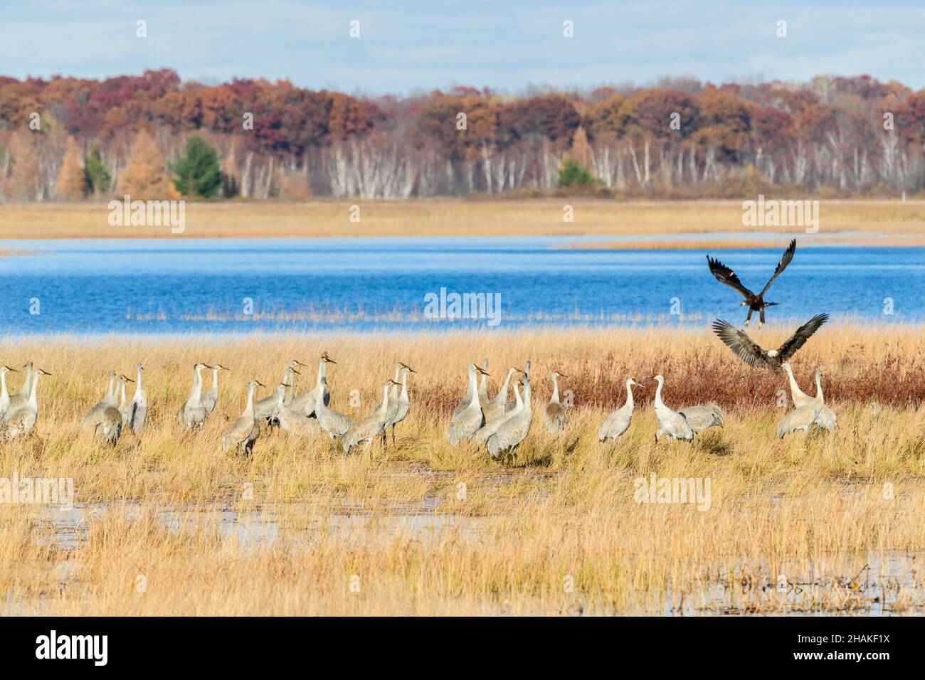 Sandhill Cranes (Grus canadensis) und ein Paar amerikanischer Weißkopfadler, Migration, Autumn, Wisconsin, USA, Von Dominique Braud/Dembinsky Photo Assoc Stockfoto