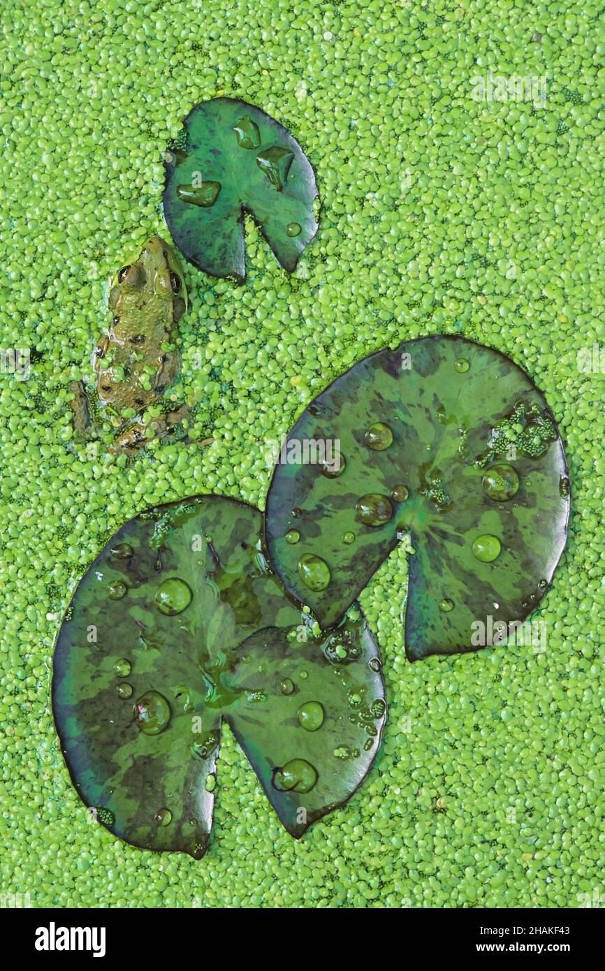 Grüner Frosch (Rana clamitans), zwischen Seerosenpads (Nymphaea) und Entenkraut (Lemna), E USA, von Skip Moody/Dembinsky Photo Assoc Stockfoto