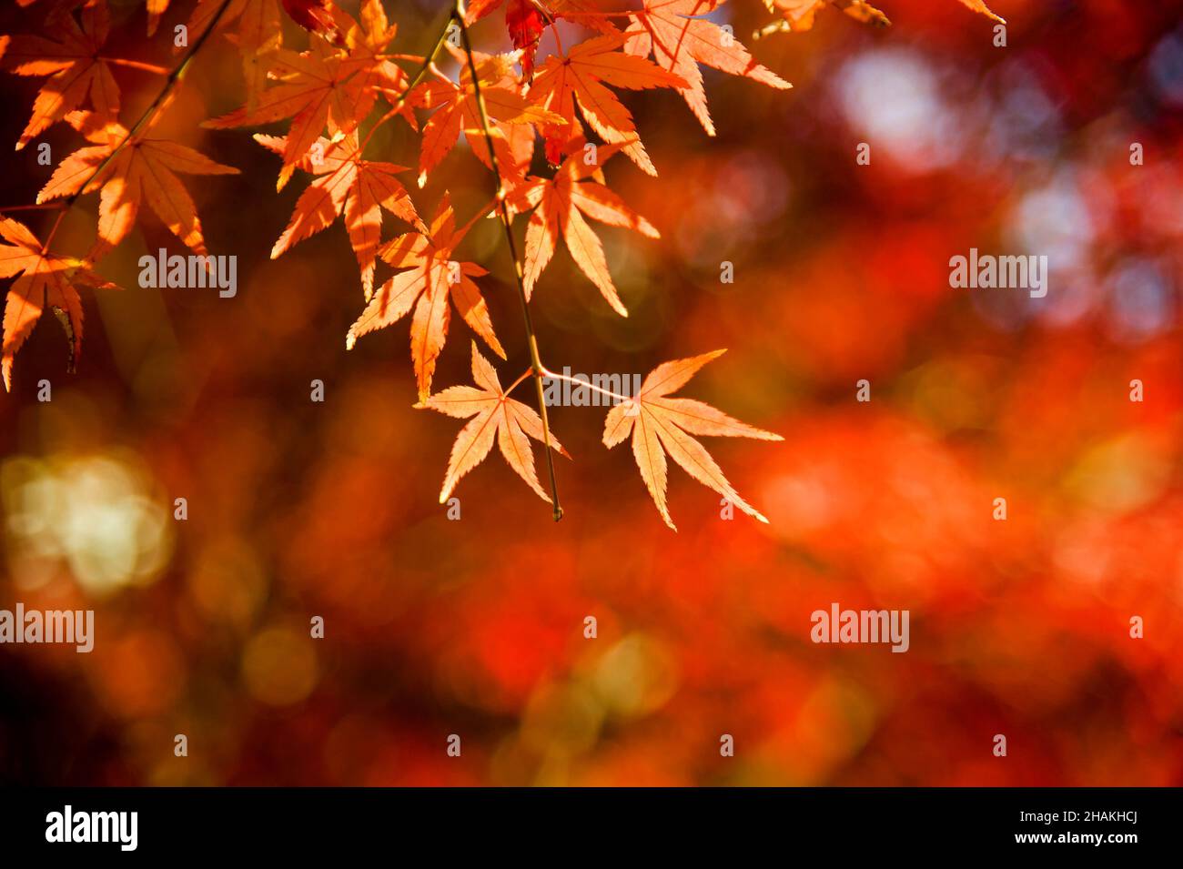 Rote Ahornblätter, die im Herbst in Tokio als Momiji bekannt sind. Stockfoto