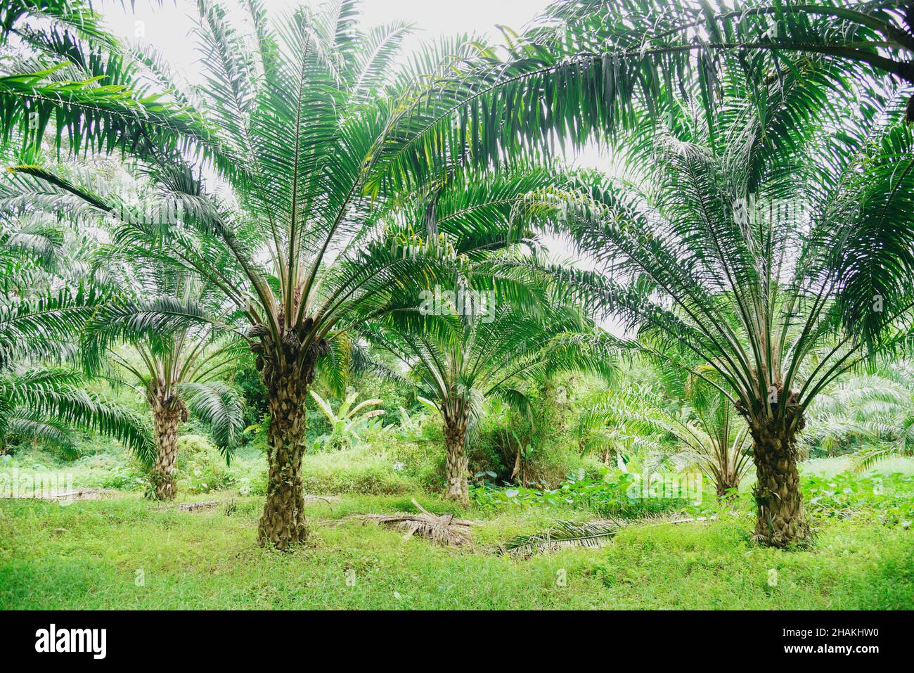Tropische Baumpflanze Palmenfelder Natur landwirtschaftlicher Bauernhof  Palmenplantage, Palmöl von Pflanzen in grün Stockfotografie - Alamy