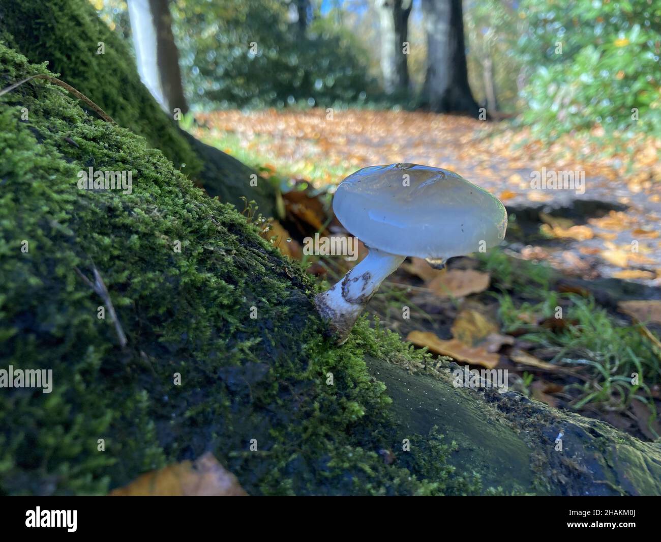 Nahaufnahme eines Pilzes, der auf einem Baumstamm im Wald wächst Stockfoto