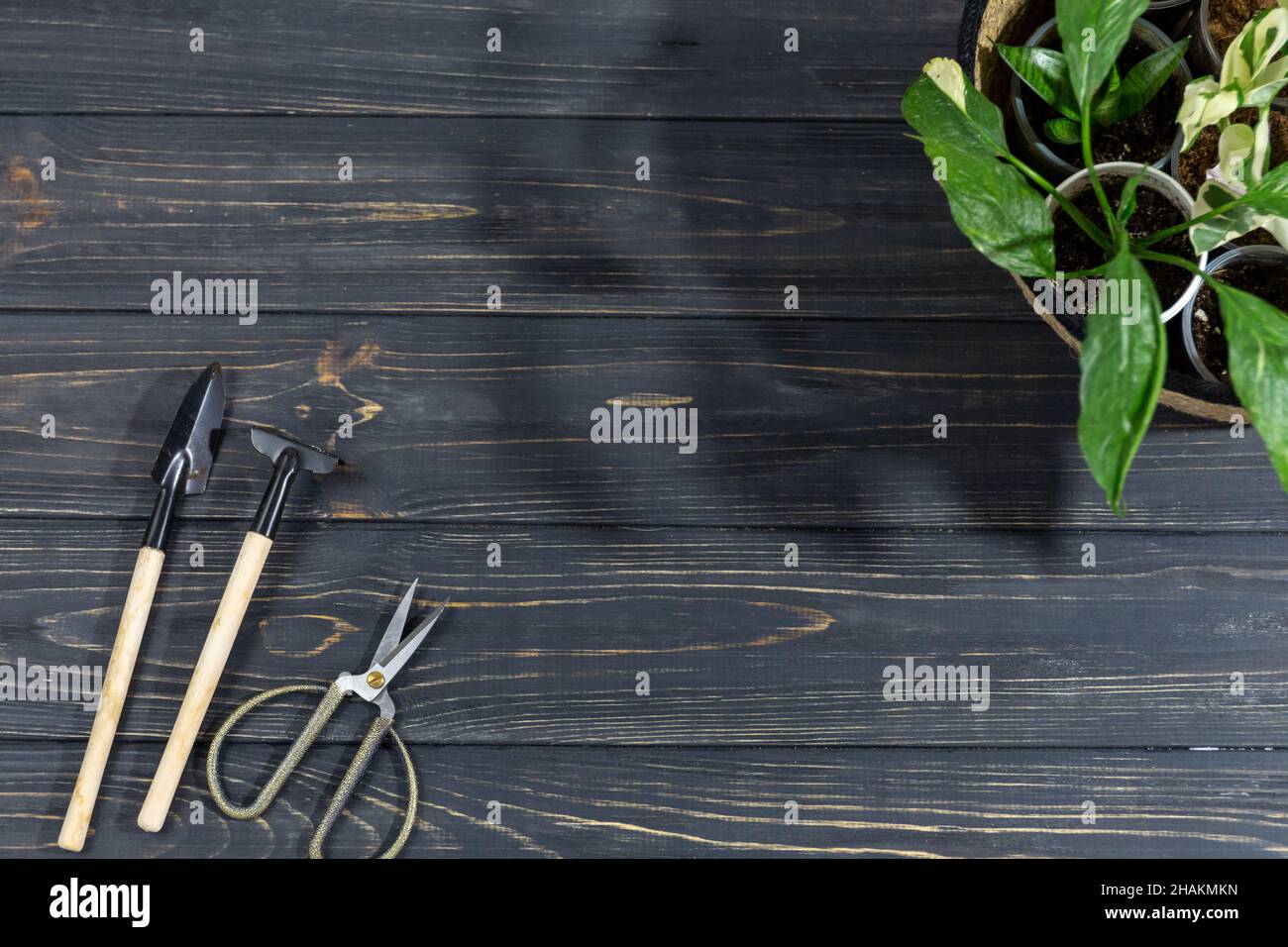 Verschiedene Grünpflanzen in Töpfen auf dem Holztisch. Innengarten, Hausgarten. Home Interieur mit Blumen, Nahaufnahme Stockfoto
