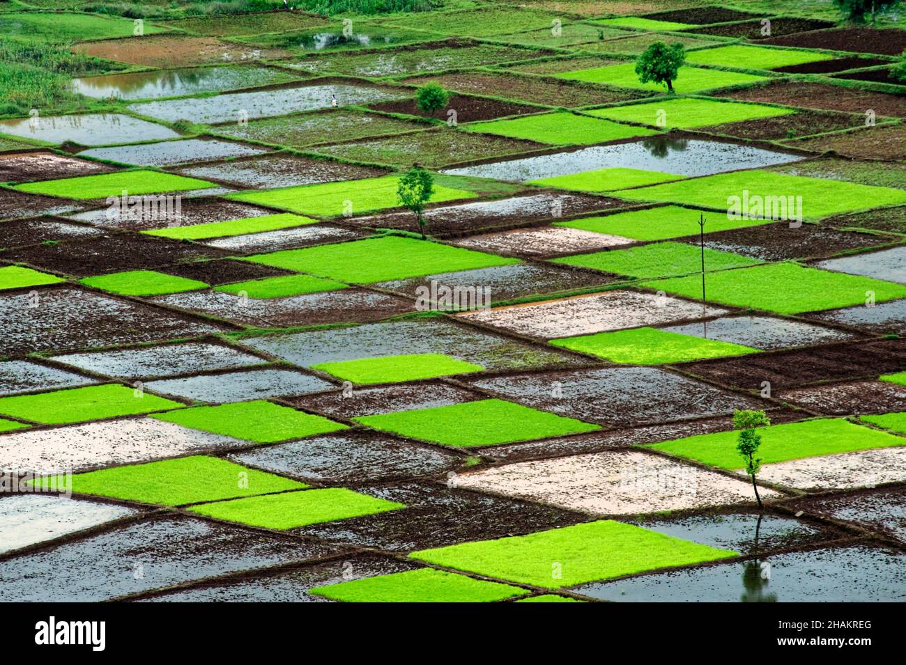 Reisfeld in Quadraten Muster im Monsun Stockfoto