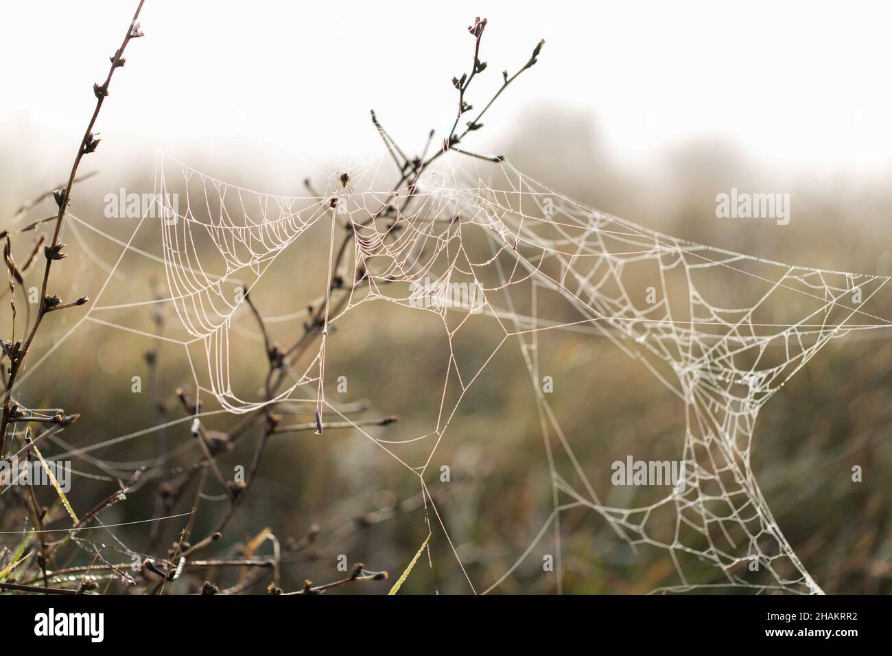 Morgengrauen auf dem Feld. Das Netz ist mit Tau bedeckt. Wiese in Russland. Vorderansicht. Stockfoto