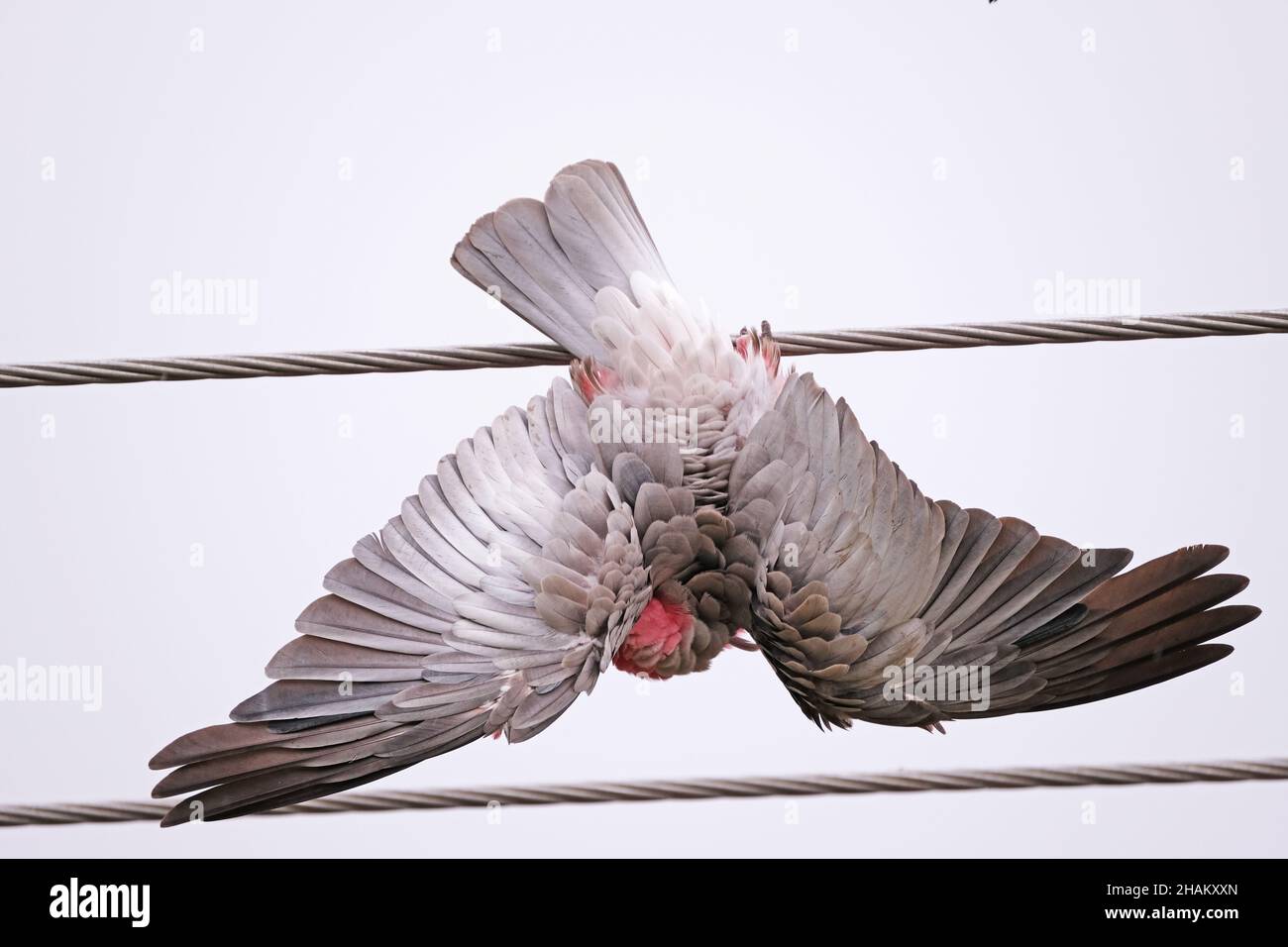 Ein GALAH, ein einheimischer australischer Vogel, der bei leichtem Regen in Adelaide, Australien, kopfüber hängt Stockfoto
