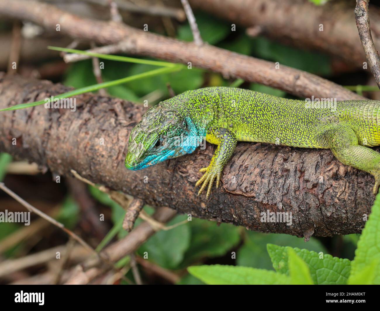 Erwachsenes Männchen der europäischen grünen Eidechse, Lacerta viridis mit blauer Kehle Stockfoto