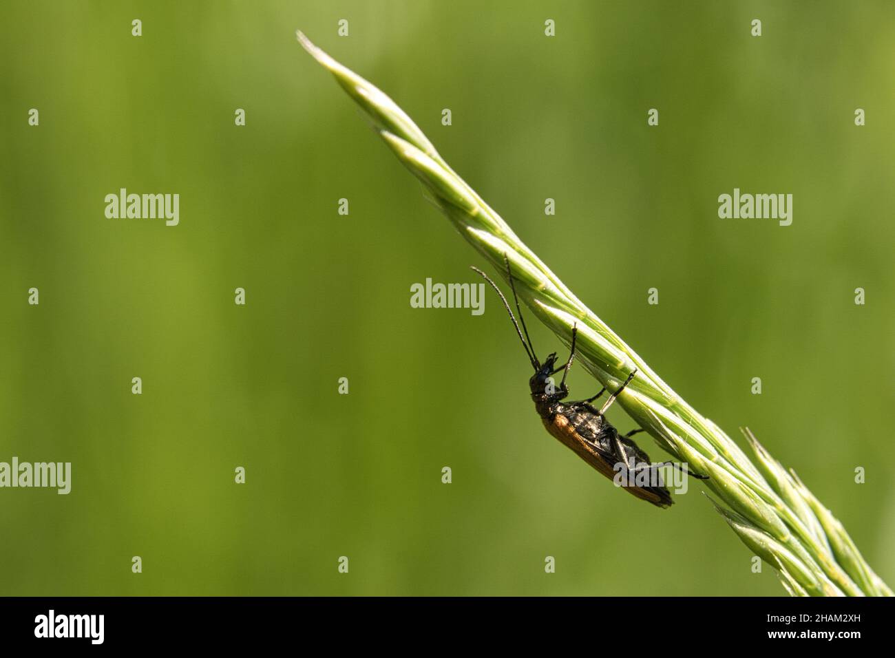 Kriechender Käfer auf einer Blume in Makrofotografie. Detailreiche und interessante Insekten in ihrer Umgebung Stockfoto