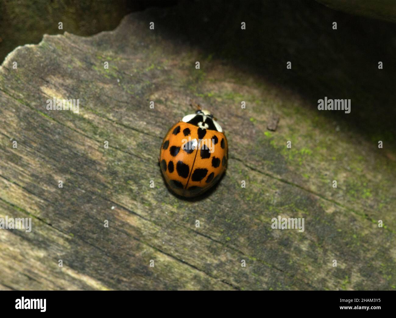 Die Flügeldecken eines Harlekin-Marienkäfer. Die Käfer-Familie hat das erste Flügelpaar in ein gehärtetes Gehäuse adaptiert, damit die Flugflügel geschützt werden können Stockfoto