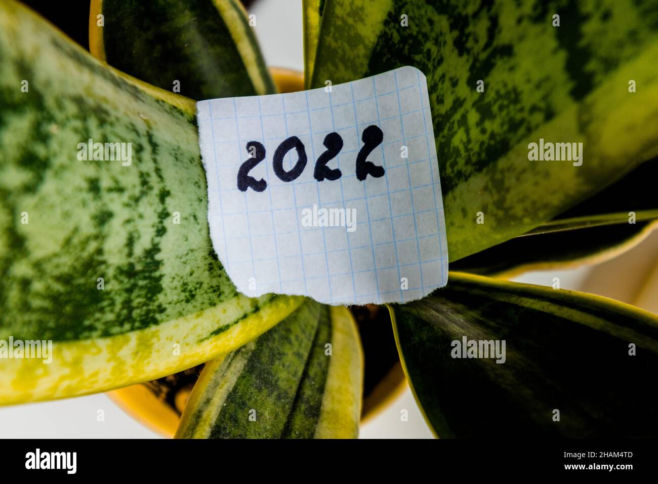 Neues Jahr 2022. Die Zahl 2022 ist auf ein Stück Papier geschrieben und liegt auf den grünen Blättern einer Hauspflanze. Stockfoto