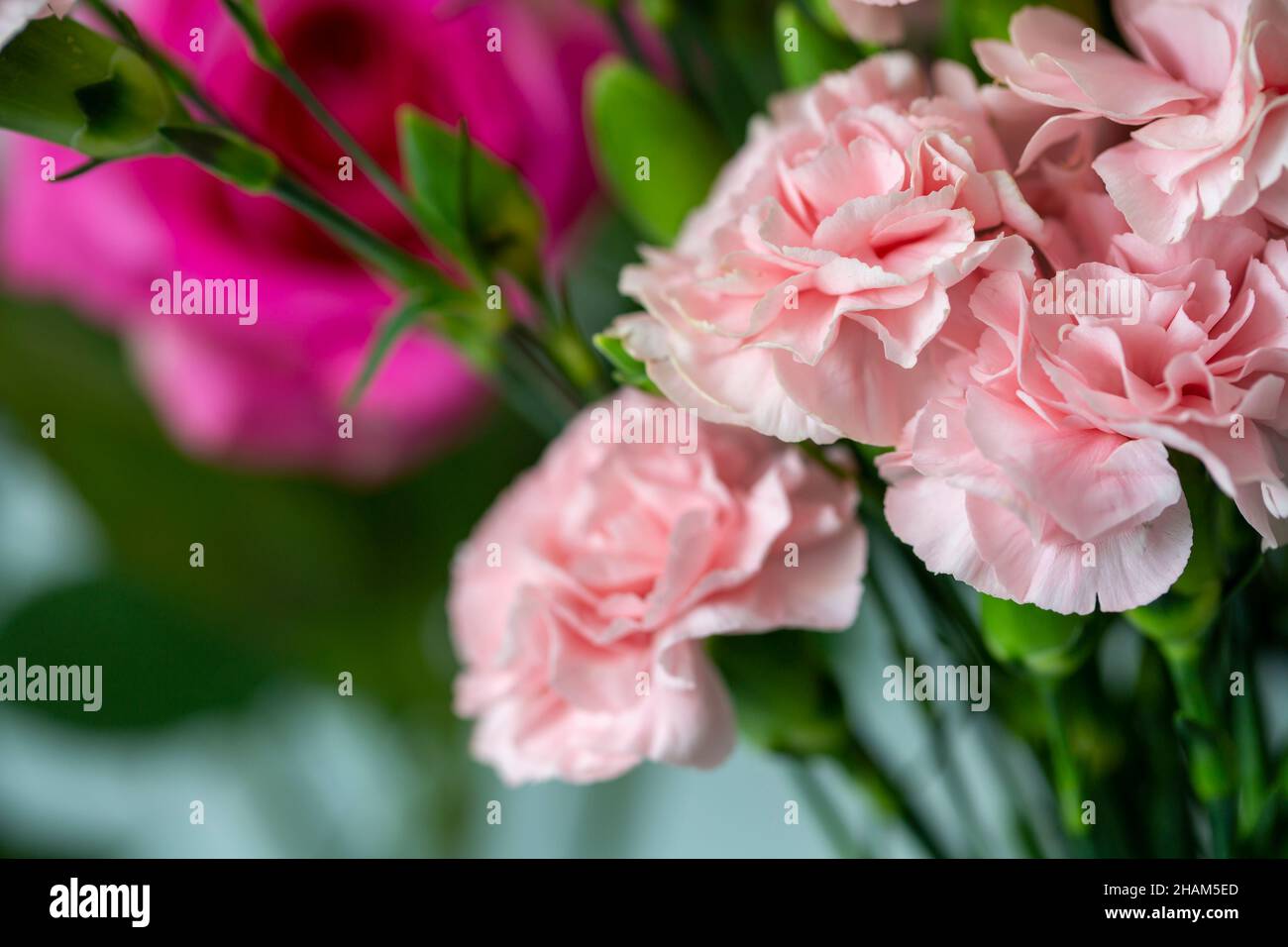 Kleines Bouquet von rosa Nelken Stockfoto