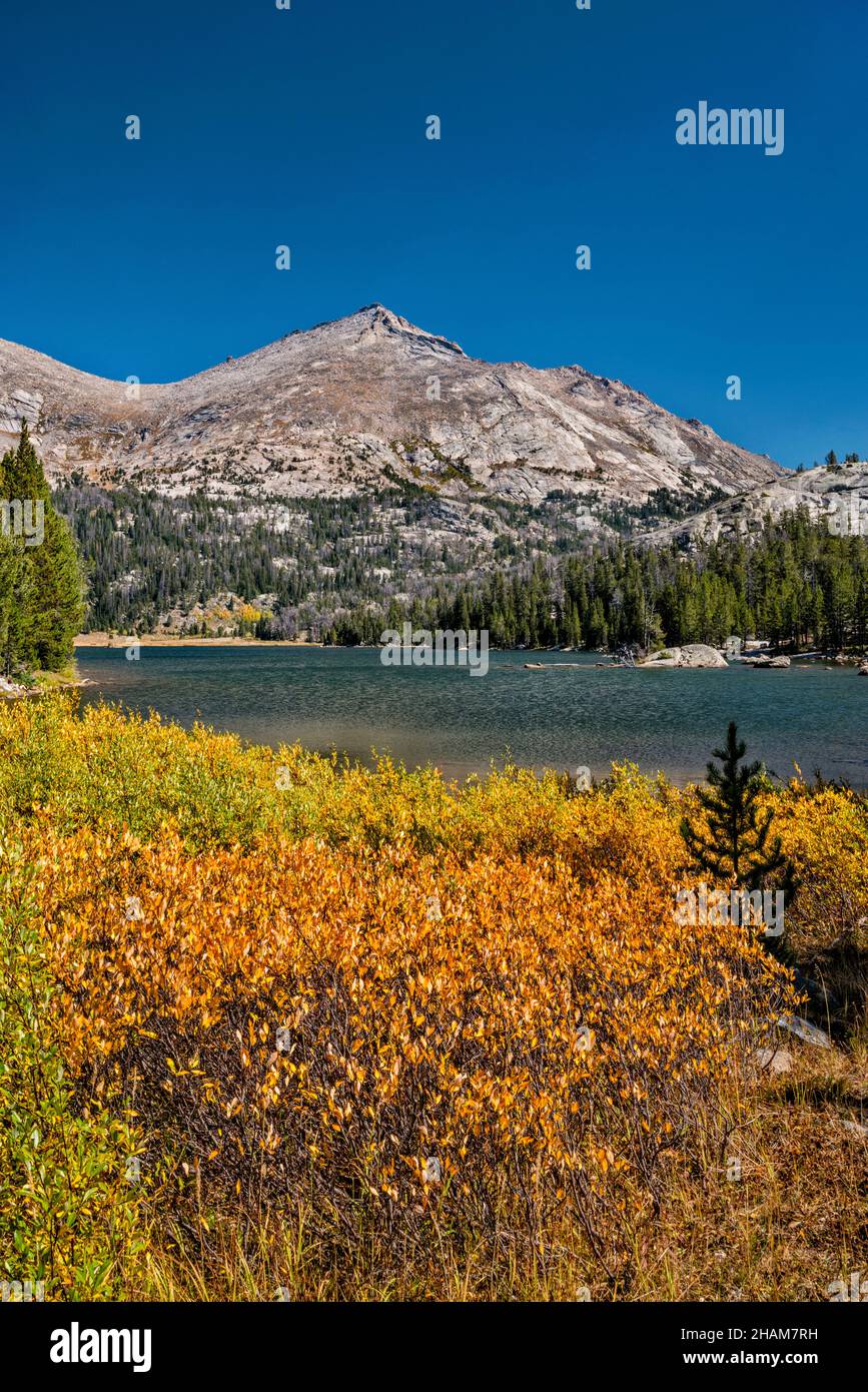 Herbstfarben-Kojote-Weidensträucher am Big Sandy Lake, Wind River Range, Bridger Wilderness, Bridger Teton National Forest, Wyoming, USA Stockfoto