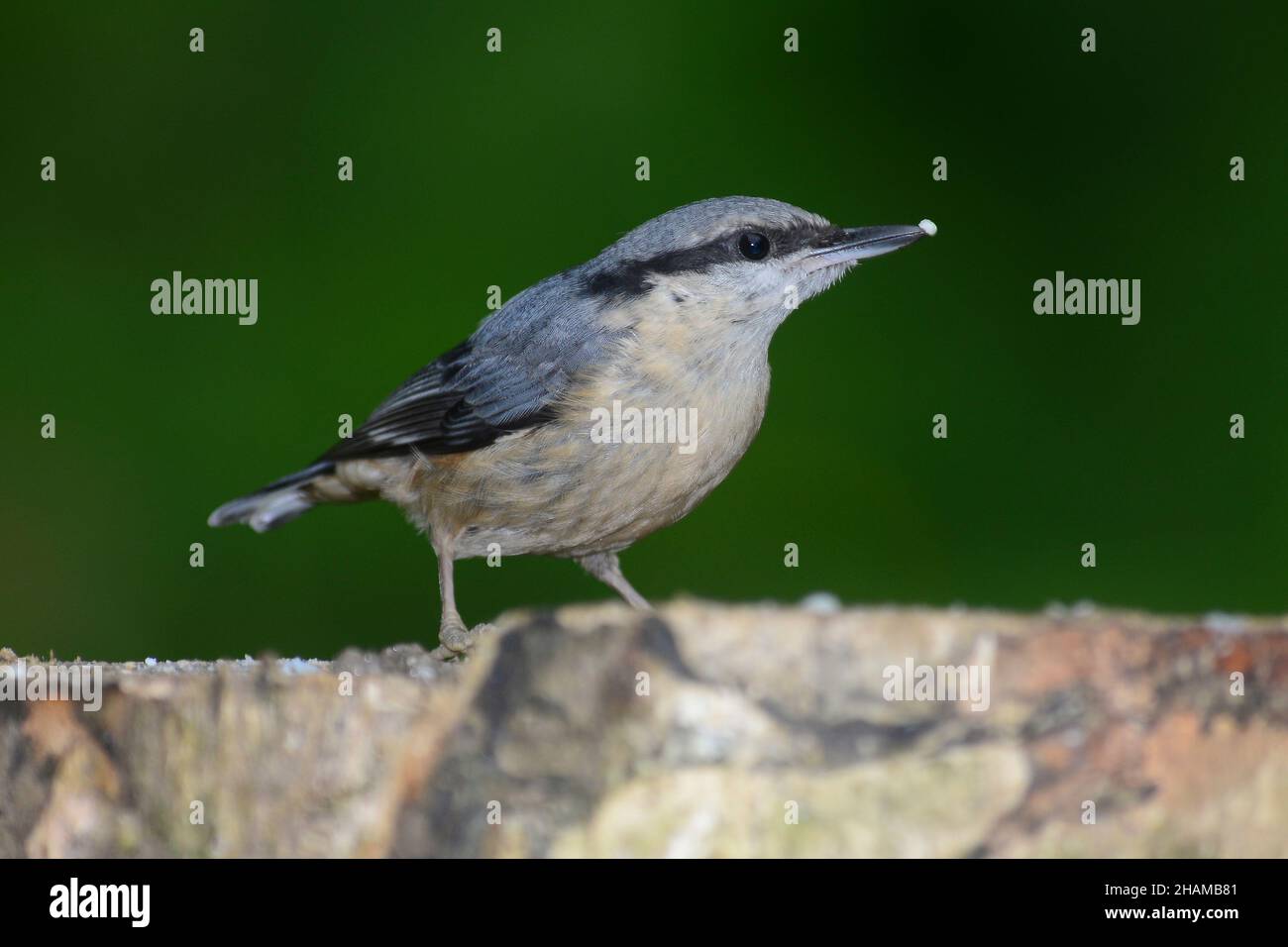 Aktenkatch für Erwachsene auf Baumstumpf Stockfoto