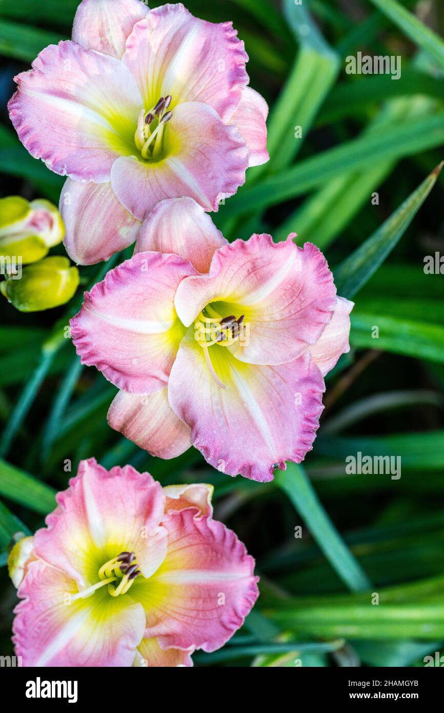 'Pink Flirt' Daylily, Daglilja (Hemerocallis) Stockfoto