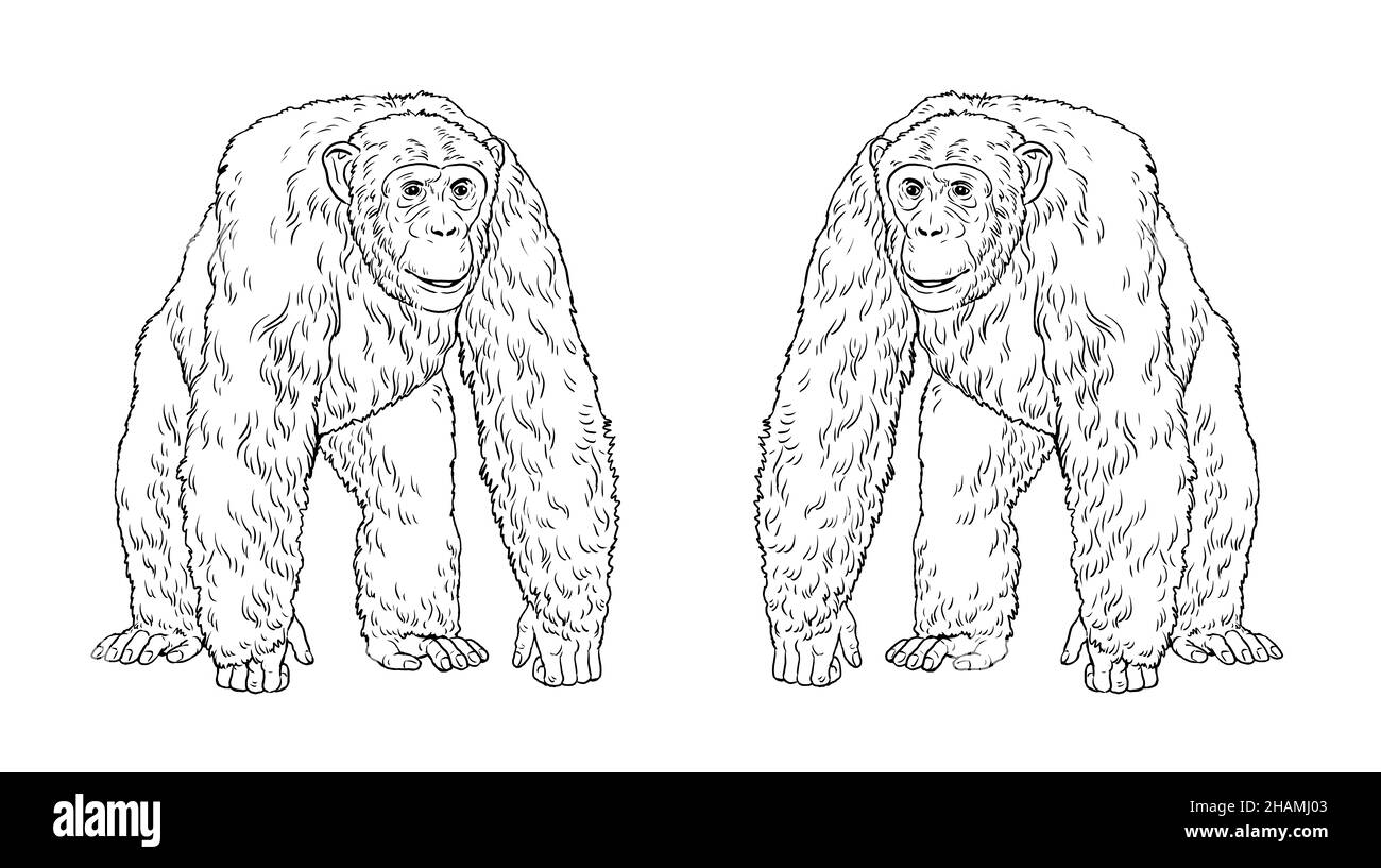 Schimpansen-Illustration. Großer Affe Zeichnung für zum ausmalen. Stockfoto Schimpansen-Illustration. Großer Affe Zeichnung für zum ausmalen. Stockfoto
