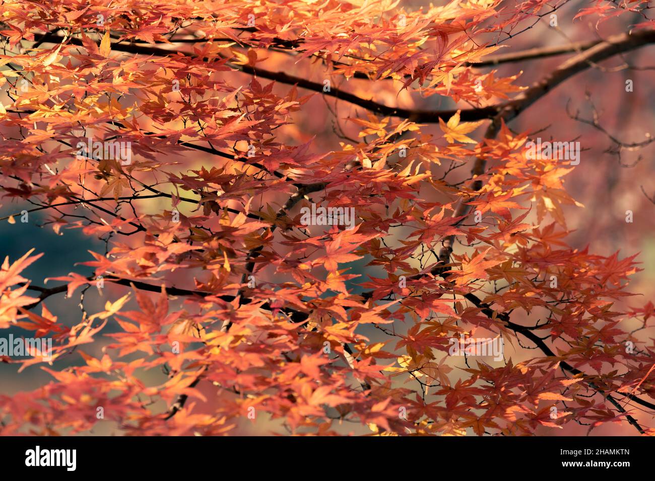 Herbstsaison ländlich in den Wäldern. Bunte Bäume und Sonnenlicht. Herbst goldener natürlicher Hintergrund. Stockfoto