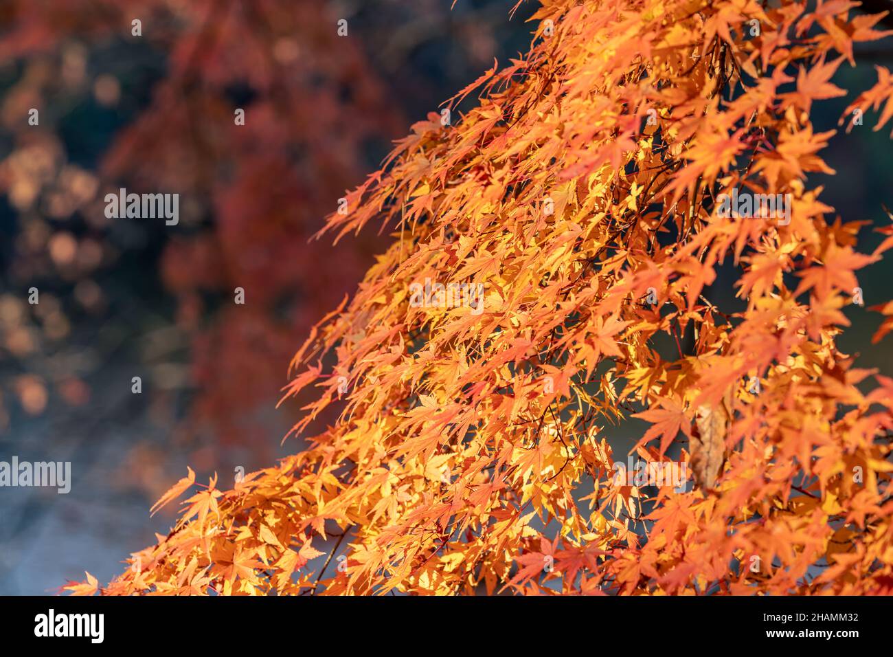 Herbstsaison ländlich in den Wäldern. Bunte Bäume und Sonnenlicht. Herbst goldener natürlicher Hintergrund. Stockfoto