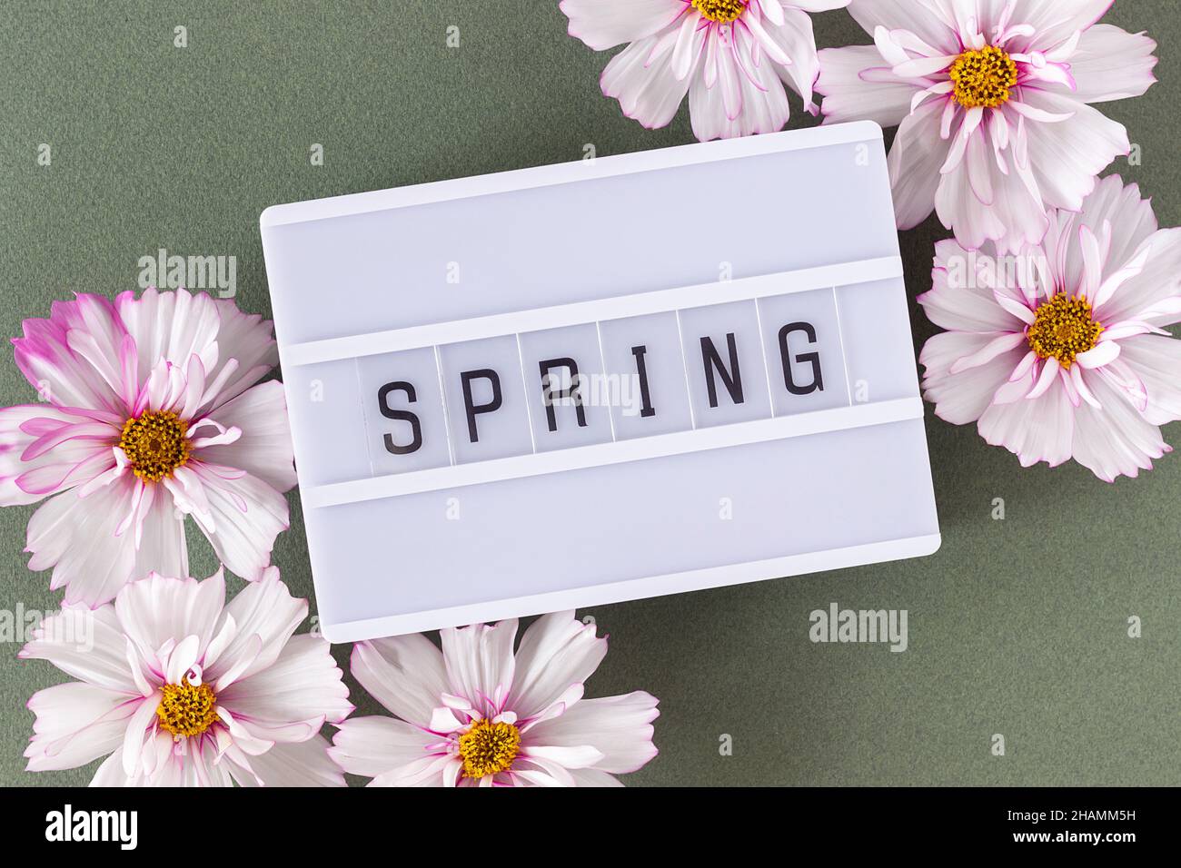 Frühlingstext auf Lichtkasten und natürliche zarte rosa Blumen auf grünem Hintergrund. Draufsicht Flat Lay Minimal Style. Konzept Willkommen im Frühling. Grußkarte Stockfoto
