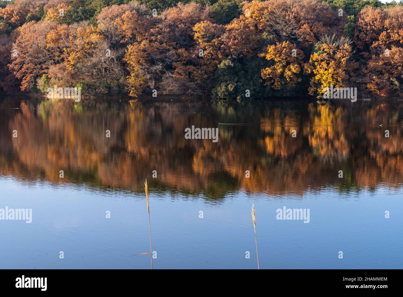 Herbstsaison ländlich in den Wäldern. Bunte Bäume und Sonnenlicht. Herbst goldener natürlicher Hintergrund. Stockfoto