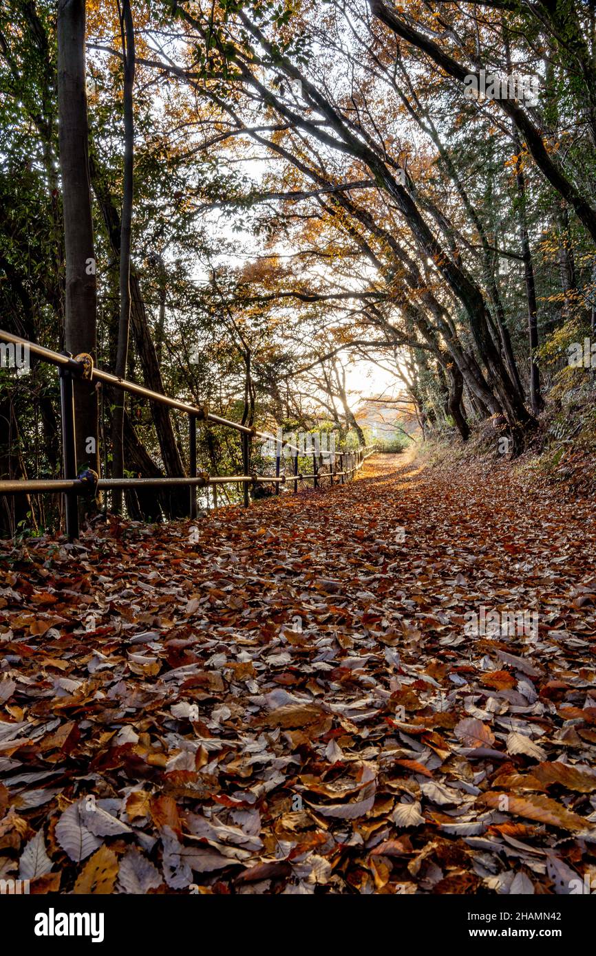 Herbstsaison ländlich in den Wäldern. Bunte Bäume und Sonnenlicht. Herbst goldener natürlicher Hintergrund. Stockfoto