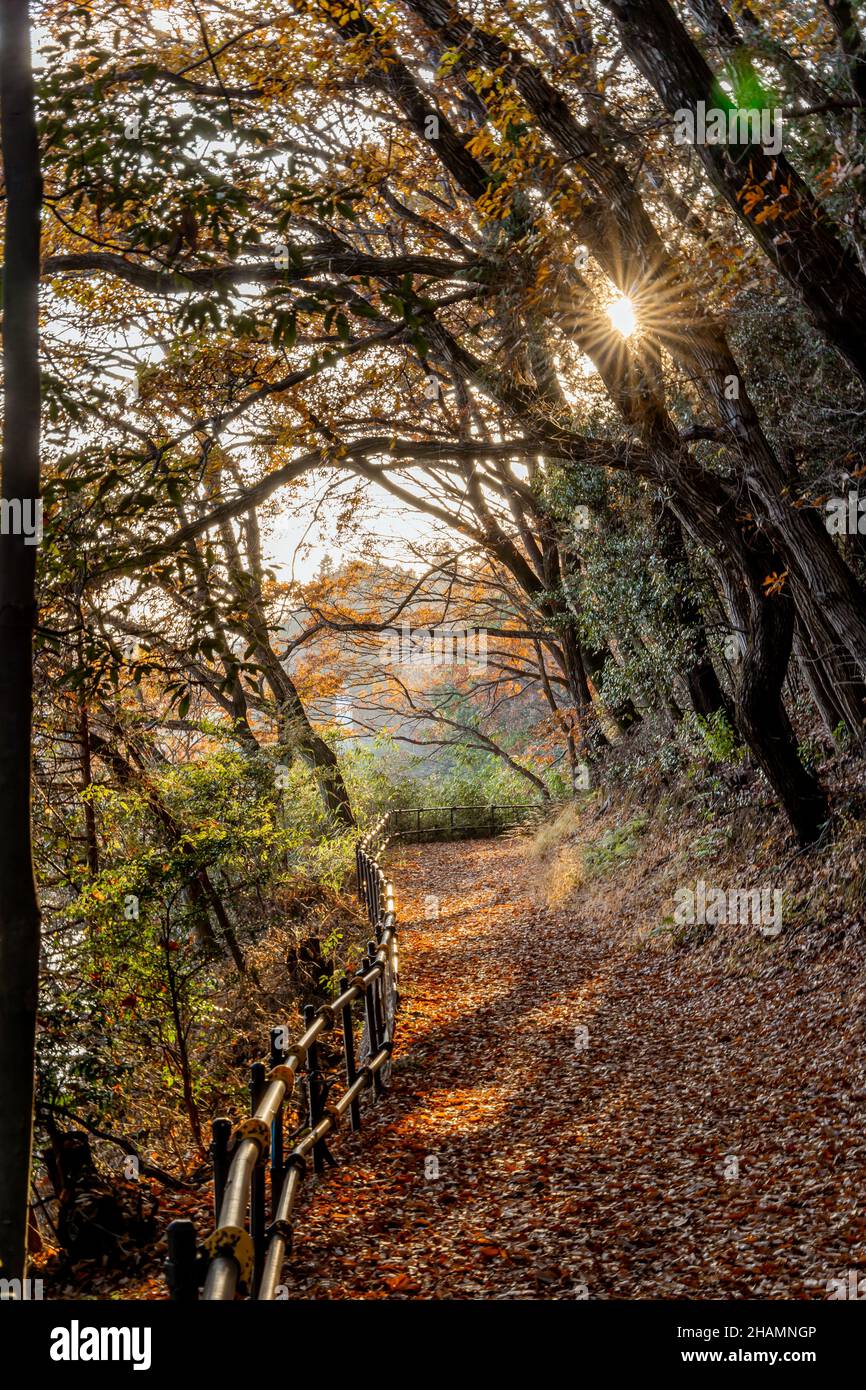 Herbstsaison ländlich in den Wäldern. Bunte Bäume und Sonnenlicht. Herbst goldener natürlicher Hintergrund. Stockfoto