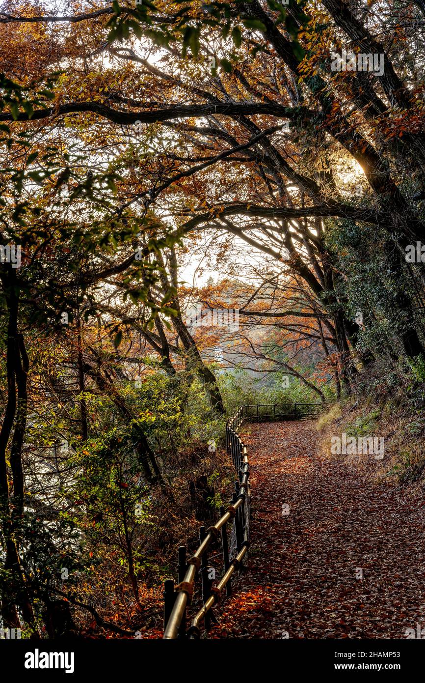 Herbstsaison ländlich in den Wäldern. Bunte Bäume und Sonnenlicht. Herbst goldener natürlicher Hintergrund. Stockfoto