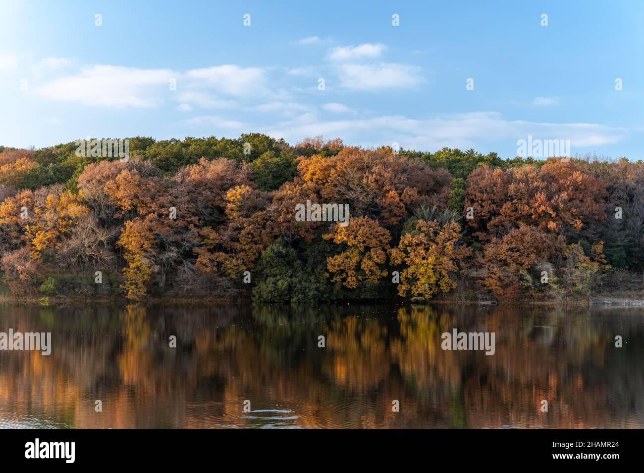 Herbstsaison ländlich in den Wäldern. Bunte Bäume und Sonnenlicht. Herbst goldener natürlicher Hintergrund. Stockfoto