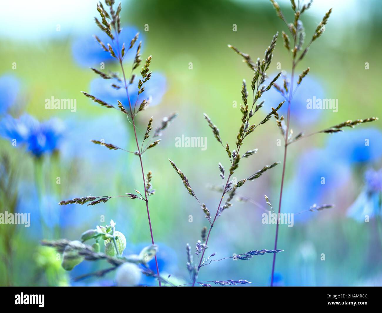 Leuchtend blaue kitschige Blumen auf einer Blumenwiese im Frühsommer Stockfoto
