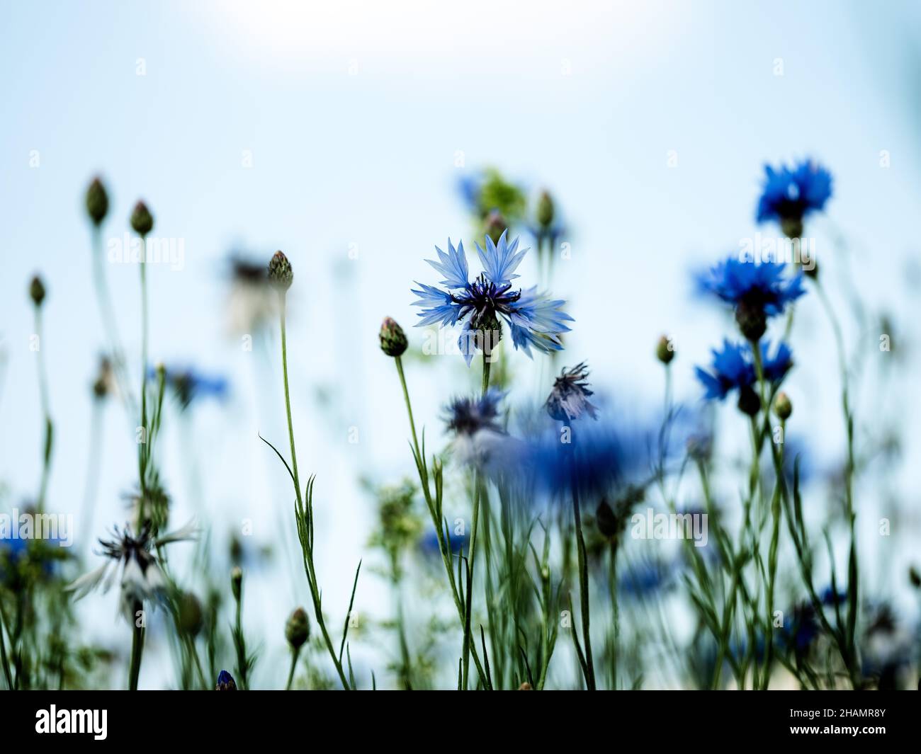 Leuchtend blaue kitschige Blumen auf einer Blumenwiese im Frühsommer Stockfoto