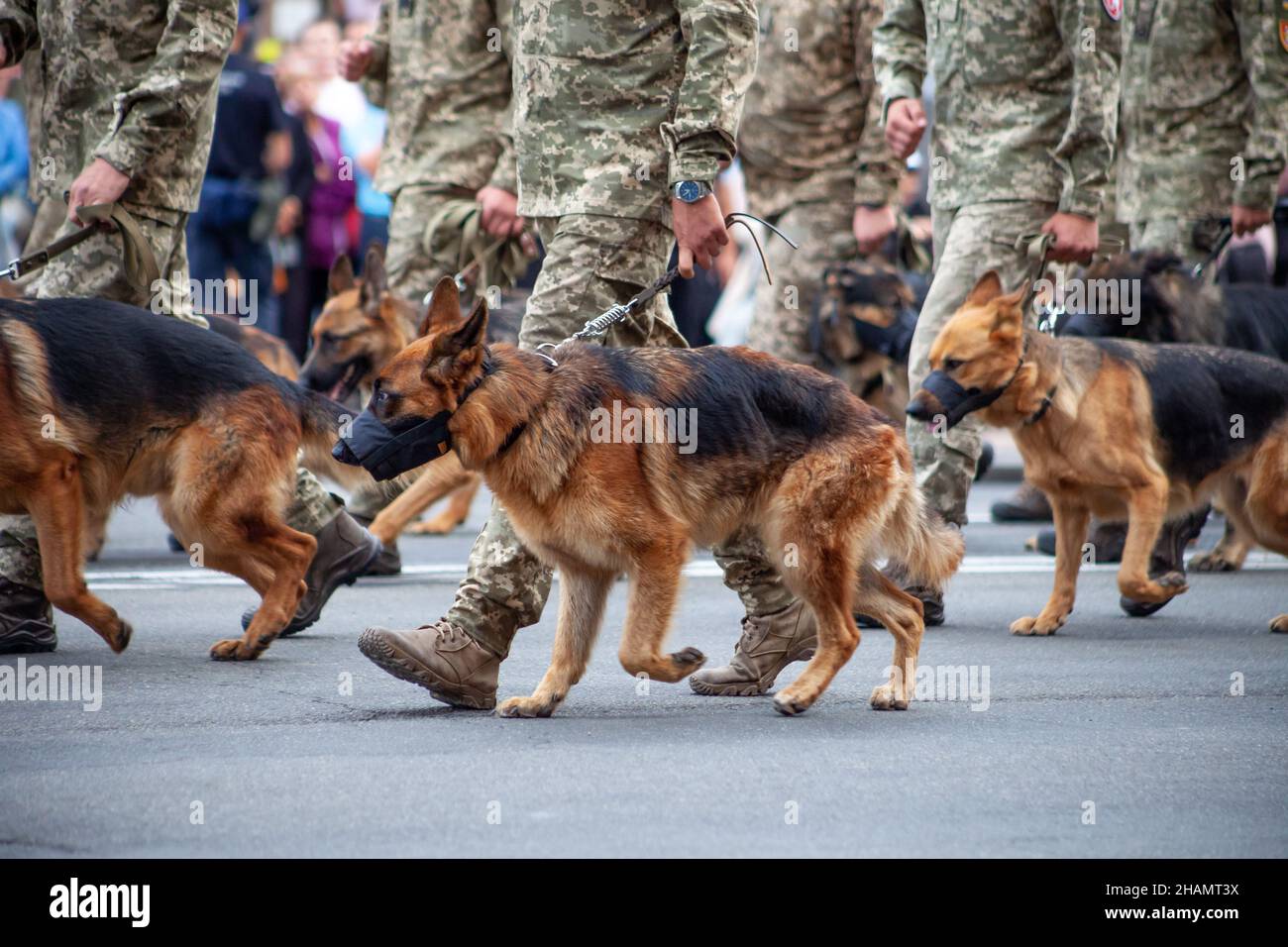 Hunde im Dienst des Staates. Shepherd Dog Grenzschutz auf der Straße. Ein Wachhund in einer Schnauze. Reinrassiger Hund auf Parade mit dem Militär Stockfoto