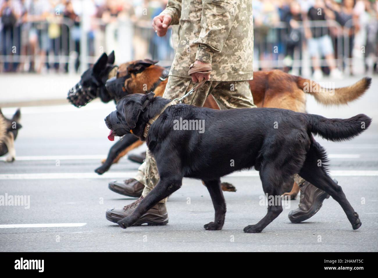 Hunde im Dienst des Staates. Hund schwarz labrador Grenzposten auf der Straße. Wächterwächter schnüffler. Reinrassiger Hund auf Parade mit dem Militär. Stockfoto