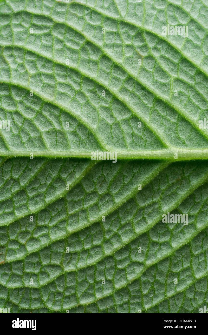 Oreganoleblatt Nahaufnahme, Hintergrundstruktur, symmetrische grüne Tapete Hintergrund Stockfoto