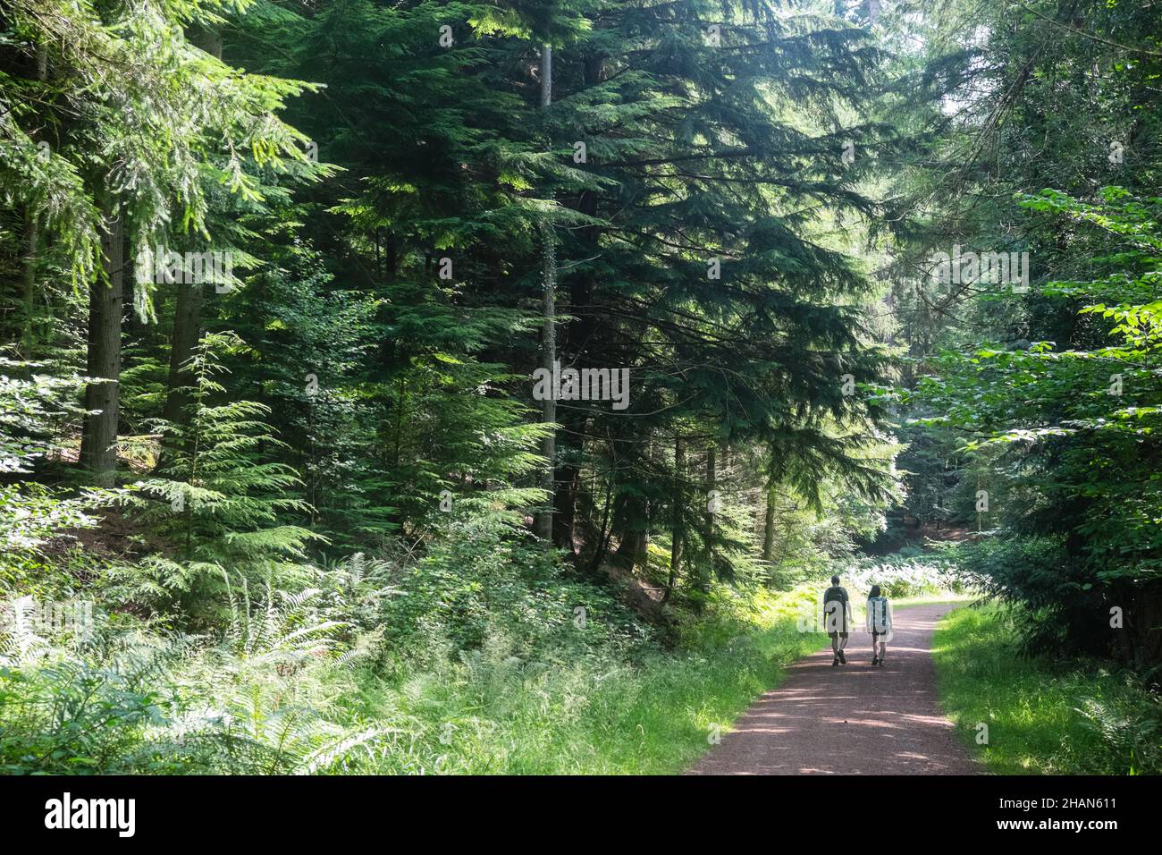 Wanderer, Wandern, Wandern, Spaziergänger, Wandern, in, die, landschaftlich, Wald, Wald, Landschaft, AT, Mailscot Wood, Mailscot Wood Trail, kreisförmig, Schleife, Trail, mit, Aussicht, Aussichtspunkt, AT, Symonds Yat Rock, oben, River Wye, Forest of Dean, Herefordshire, ON, die, Grenze, mit, Wales, Großbritannien, England, Großbritannien, Großbritannien, Großbritannien, Großbritannien, Großbritannien Stockfoto