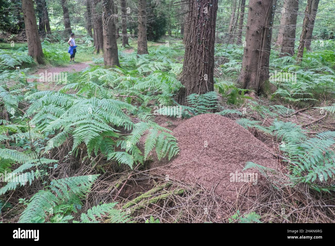 Ameisen, Ameisen, Ameisenhaufen, Ameisenhügel, die, landschaftlich, Wald, Wald, Landschaft, AT, Mailscot Wood, Mailscot Wood Trail, kreisförmig, Schleife, Trail, mit, Aussicht, Aussichtspunkt, AT, Symonds Yat Rock, oben, River Wye, Forest of Dean, Herefordshire, ON, die, Grenze, mit, Wales, Walisisch, und, England, Großbritannien, Großbritannien, Großbritannien, Großbritannien, Großbritannien, Großbritannien, Großbritannien, Großbritannien, Großbritannien, Großbritannien, Großbritannien Stockfoto