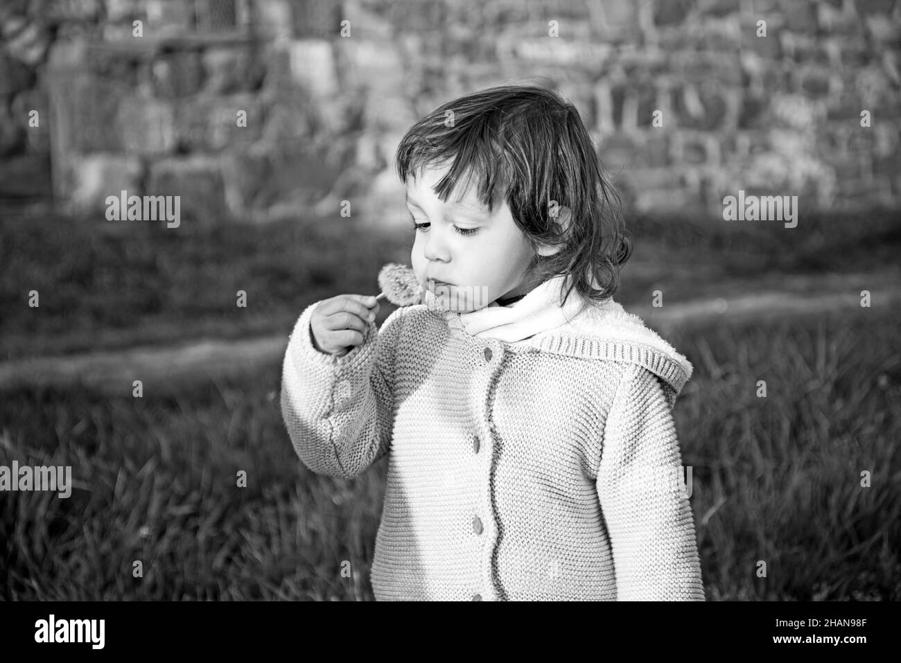 Netter kleiner Junge mit Löwenzahn im Freien bei Sonnenuntergang. Stockfoto