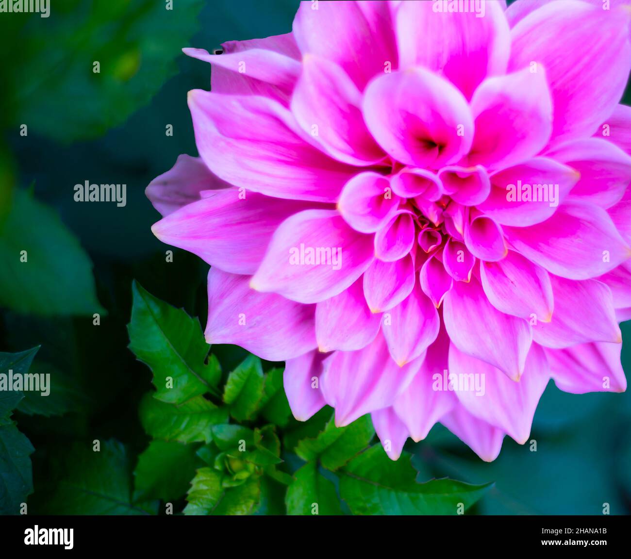 Dahlia Kopf auf grünem Laub. Kontraste. Helle Blumenhintergründe. Stockfoto