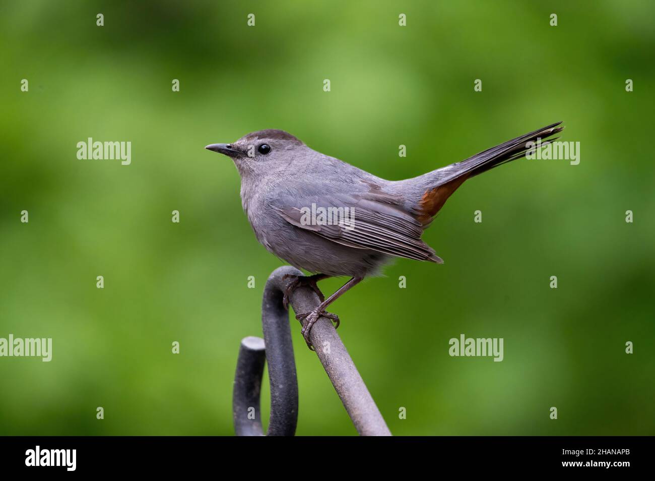 Catbird sitzt auf einem Barsch Stockfoto