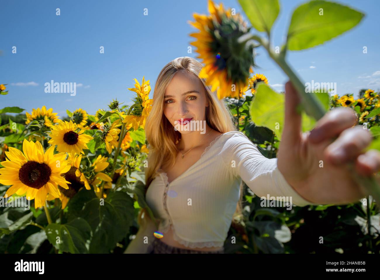 Schöne junge Frauen (22 Jahre) mit langen blonden Haaren posiert in einem Sonnenblumenfeld an einem heißen sonnigen Tag Stockfoto