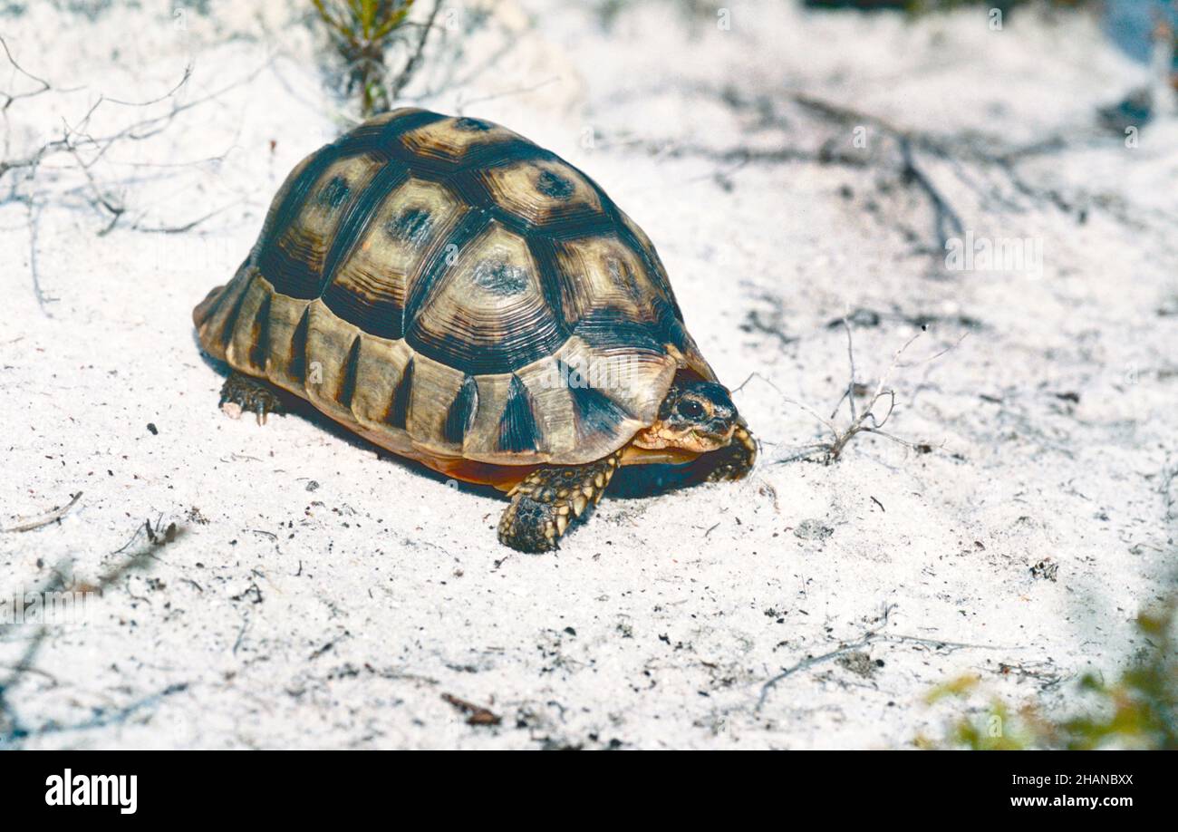 Angulate Schildkröte (Chersina angulata) in natürlichen Lebensraum, Cape of Good Hope Stockfoto